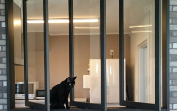 Wide-open sliding panels bring in fresh air and light - even the cat approves.